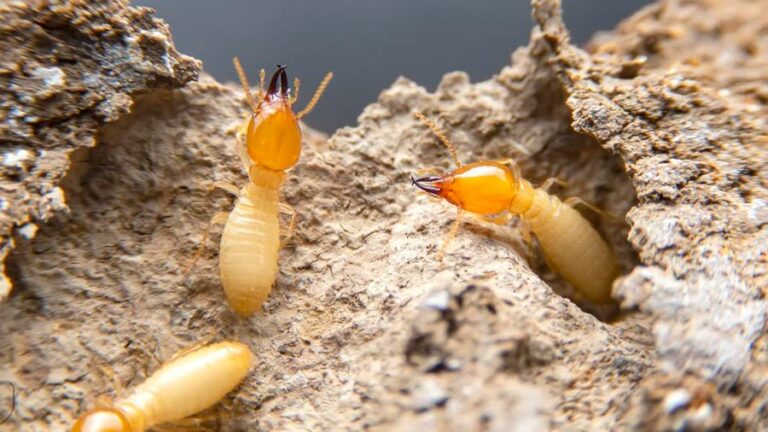 Pest called Termites – INFORMATION