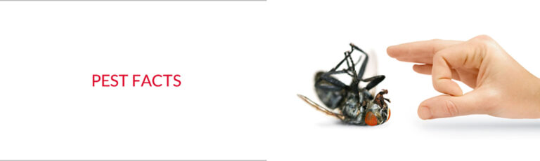 FACTS ABOUT PEST