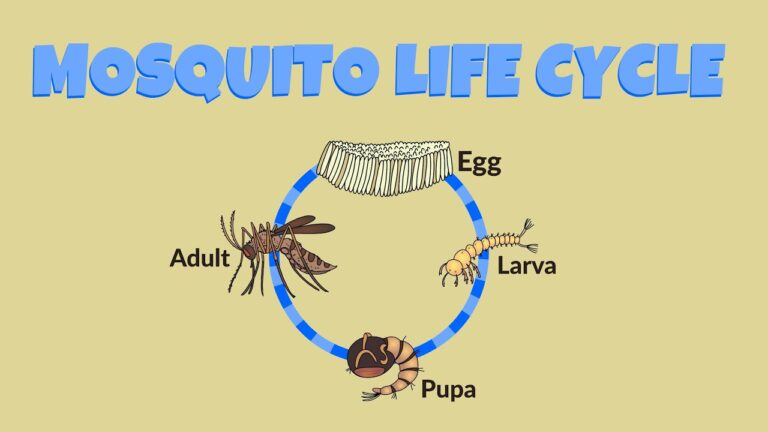 Mosquito Life Cycle